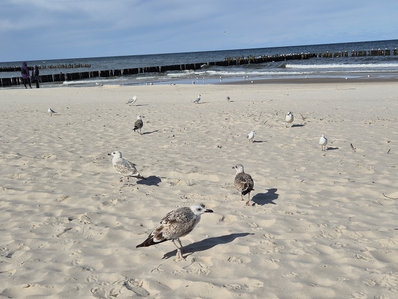 Plaża w Dźwirzynie